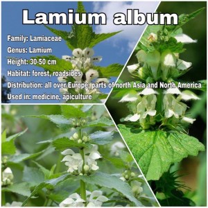 Lamium album